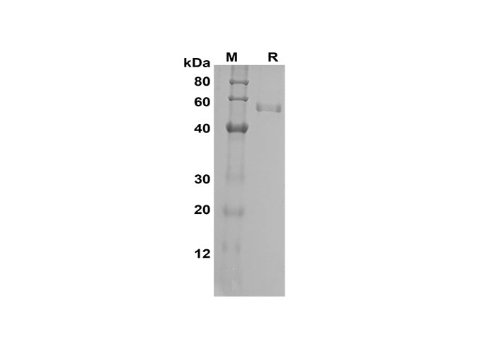 SDS-PAGE analysis of Human FGF23 proteins, 2 μg/lane of Recombinant Human FGF23 proteins was resolved with SDS-PAGE under reducing conditions, showing bands at 55 kDa.