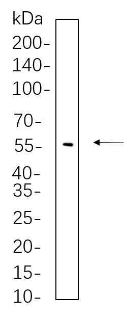 Anti-Human/Mouse/Rat YAP Antibody [B596] - ABMIUM