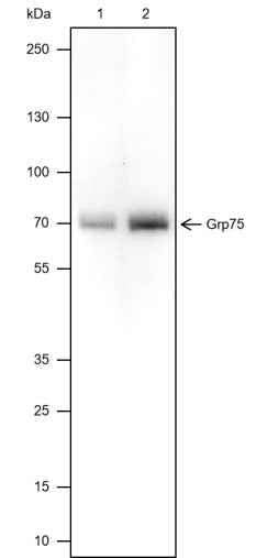 Anti-Human GRP75 Antibody [A394] - ABMIUM