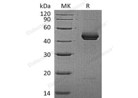> 95 % as determined by reducing SDS-PAGE.