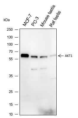 Anti-Human/Rat/Mouse AKT1 Antibody [A123] - ABMIUM