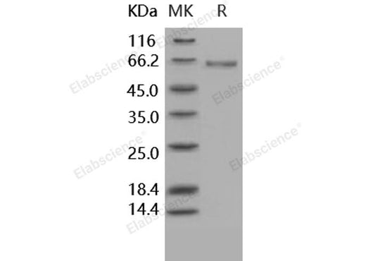 > 95 % as determined by reducing SDS-PAGE.