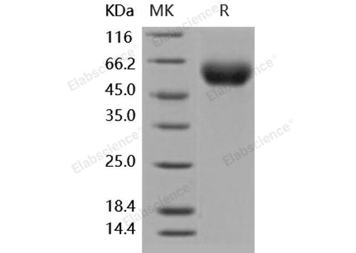 > 98 % as determined by reducing SDS-PAGE.
