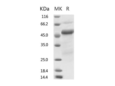 > 85 % as determined by reducing SDS-PAGE.