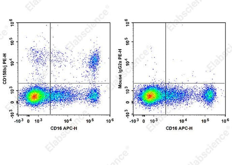 Staining of normal human peripheral blood cells with APC Anti-Human CD16 Antibody and PE Anti-Human CD158b/j Antibody[DX27] (left) or PE Mouse IgG2a, κ Isotype Control (right). Cells in the lymphocytes gate were used for analysis.