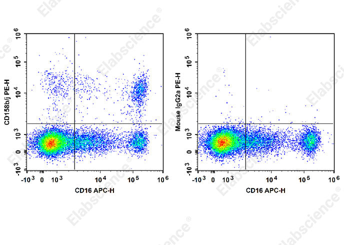 Staining of normal human peripheral blood cells with APC Anti-Human CD16 Antibody and PE Anti-Human CD158b/j Antibody[DX27] (left) or PE Mouse IgG2a, κ Isotype Control (right). Cells in the lymphocytes gate were used for analysis.
