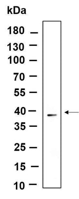 Anti-Human/Mouse/Rat Nucleophosmin Antibody [B877]