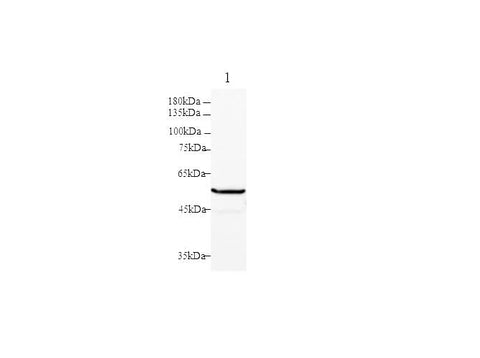 Anti-Human PKM2 Antibody - ABMIUM