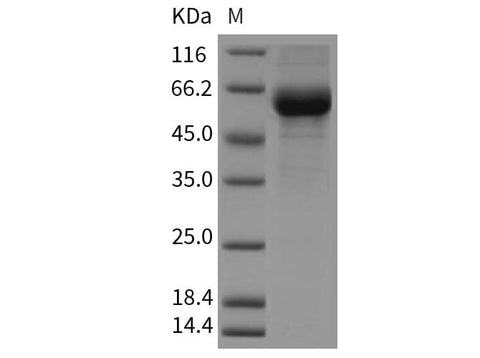 Recombinant Mouse CREG/CREG1 Protein (Fc Tag) - ABMIUM