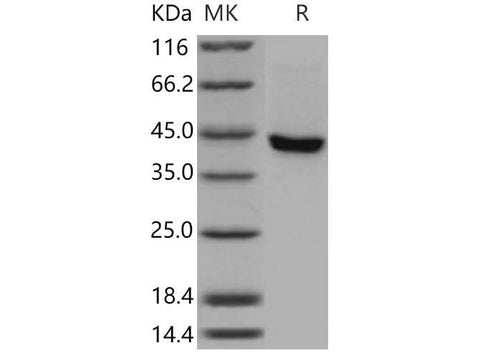 > 94 % as determined by reducing SDS-PAGE.