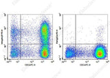 Anti-Human/Mouse Integrin β7 Antibody [FIB21] - ABMIUM