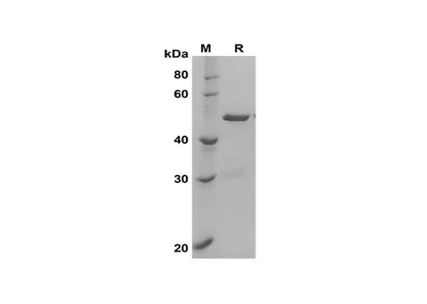SDS-PAGE analysis of Human FGF2 proteins, 2 μg/lane of Recombinant Human FGF2 proteins was resolved with SDS-PAGE under reducing conditions, showing bands at 48 kDa.