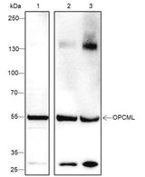Anti-Human/Rat/Mouse OPCML Antibody [A316]