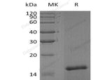> 95 % as determined by reducing SDS-PAGE.