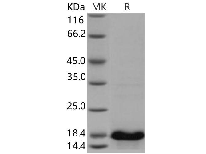 > 95 % as determined by reducing SDS-PAGE.