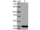 > 95 % as determined by reducing SDS-PAGE.