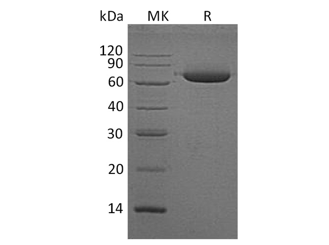 > 95 % as determined by reducing SDS-PAGE.