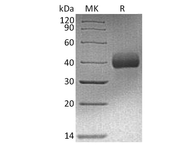 > 95 % as determined by reducing SDS-PAGE.