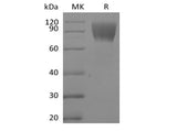 > 95 % as determined by reducing SDS-PAGE.