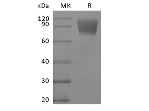 > 95 % as determined by reducing SDS-PAGE.