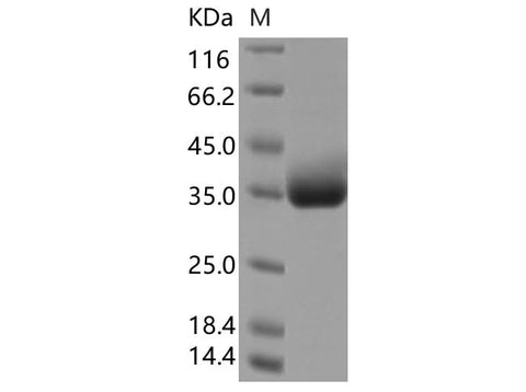 > 90 % as determined by reducing SDS-PAGE.