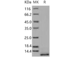 > 95 % as determined by reducing SDS-PAGE.