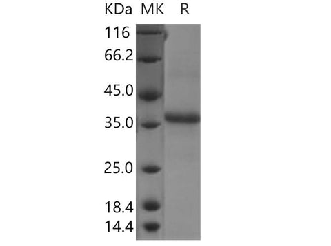 > 90 % as determined by reducing SDS-PAGE.