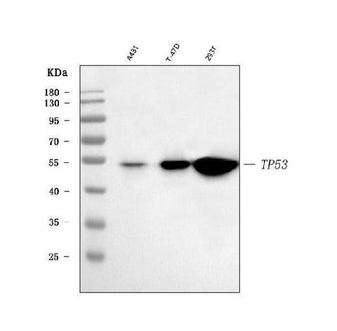 Anti-TP53 Antibody Picoband® Boster Bio