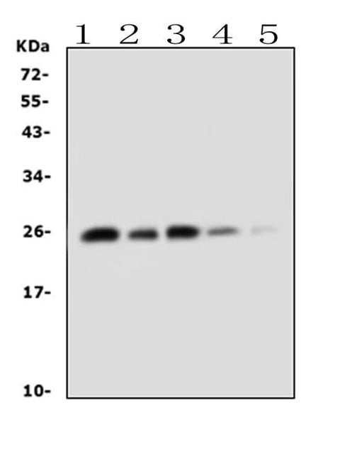 Anti-TNF alpha Antibody Picoband® Boster Bio