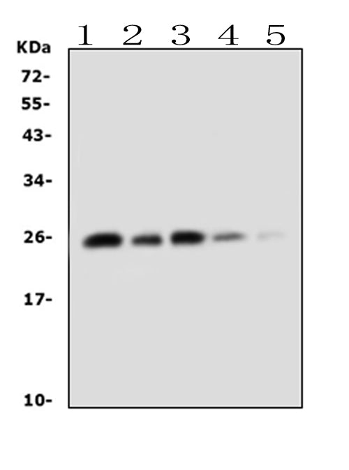 Anti-TNF alpha Antibody Picoband® Boster Bio
