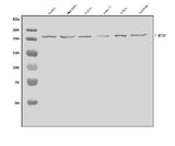 Anti-mTOR/MTOR Antibody Picoband® Boster Bio