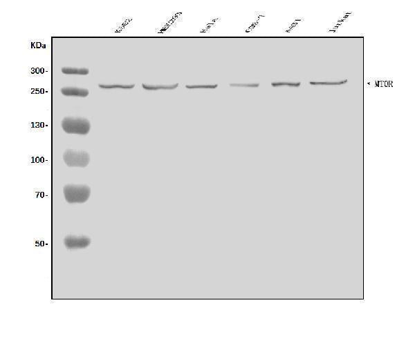Anti-mTOR/MTOR Antibody Picoband® Boster Bio