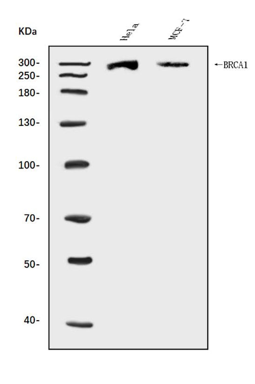 Anti-BRCA1 Antibody Picoband® Boster Bio