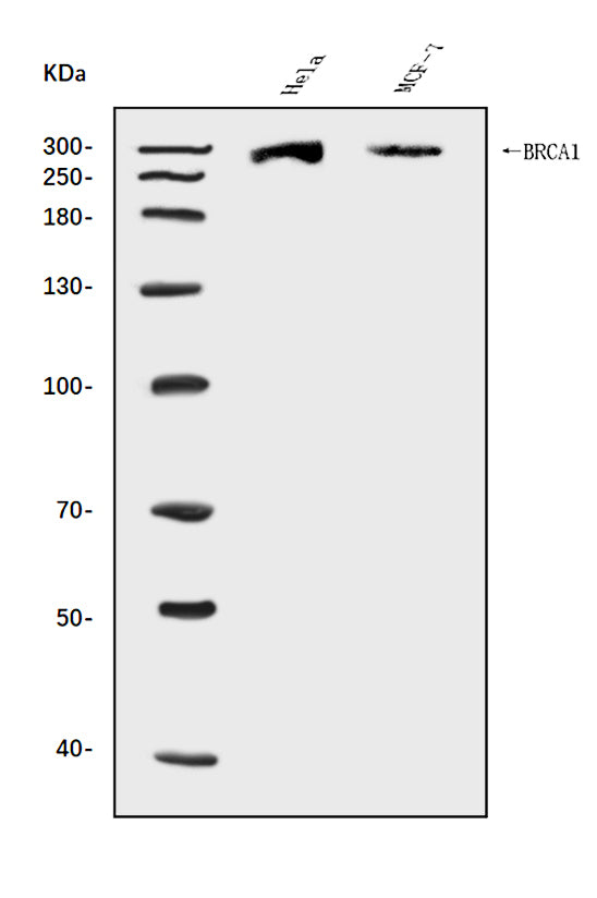 Anti-BRCA1 Antibody Picoband® Boster Bio