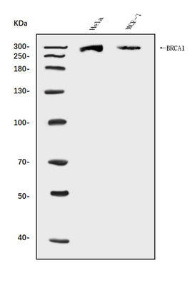 Anti-BRCA1 Antibody Picoband® Boster Bio