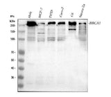 Anti-BRCA1 Antibody Picoband® Boster Bio