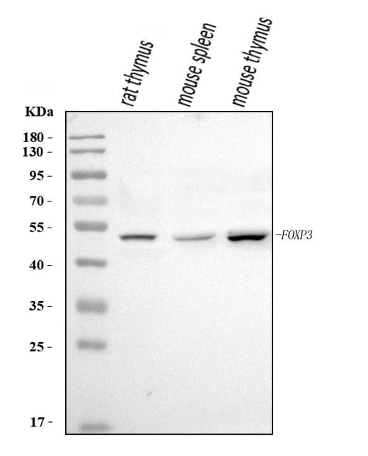 Anti-Foxp3 Antibody Picoband® Boster Bio