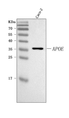Anti-APOE Antibody Picoband® Boster Bio