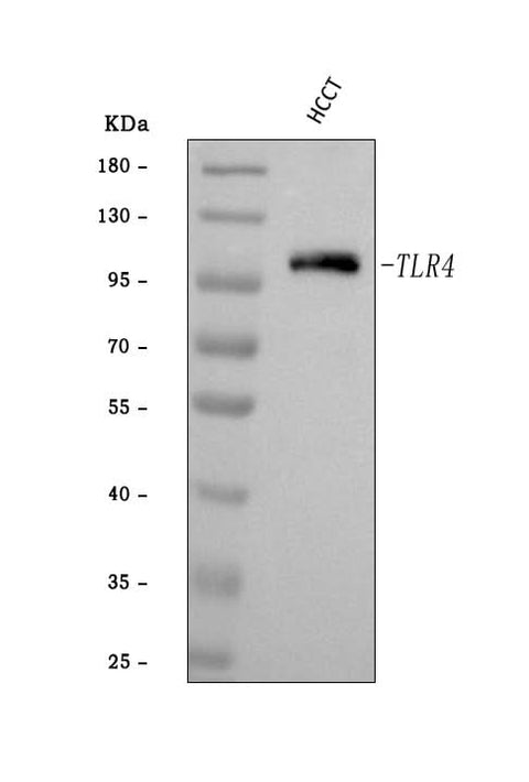Anti-TLR4 Antibody Picoband® Boster Bio