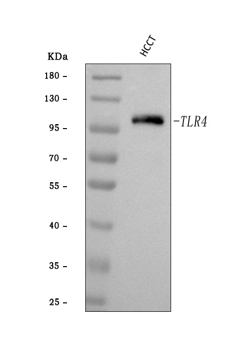 Anti-TLR4 Antibody Picoband® Boster Bio