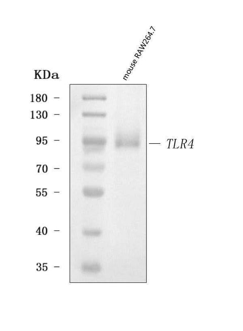 Anti-Tlr4 Antibody Picoband® Boster Bio