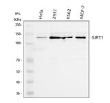 Anti-SIRT1 Antibody Picoband® Boster Bio