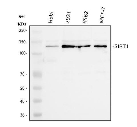 Anti-SIRT1 Antibody Picoband® Boster Bio