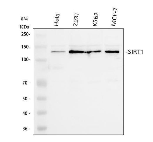 Anti-SIRT1 Antibody Picoband® Boster Bio