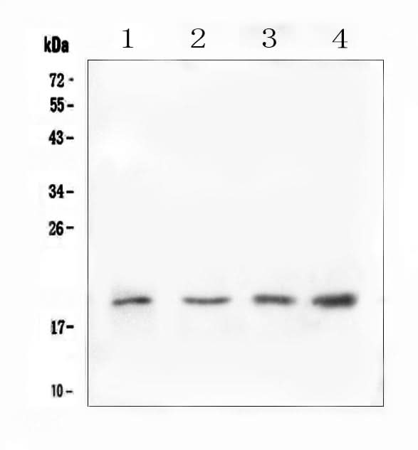 Anti-IL10 Antibody Picoband® Boster Bio