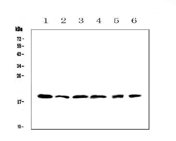 Anti-IL10 Antibody Picoband® Boster Bio