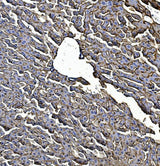 Anti-EGFR Picoband® Antibody Boster Bio