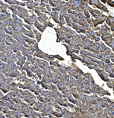 Anti-EGFR Picoband® Antibody Boster Bio