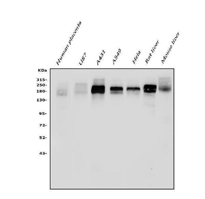 Anti-EGFR Antibody Picoband® Boster Bio
