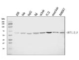 Anti-AKT1,2,3 Antibody Picoband® Boster Bio